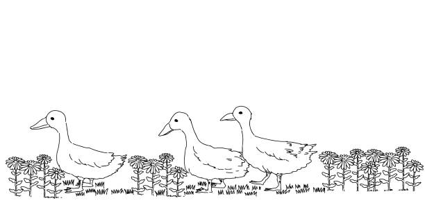Simple illustration of a duck walking in a flower field monochrome illustration duck pond stock illustrations
