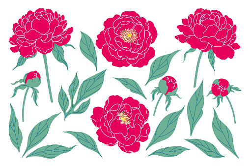 Simple pink peony flowers, buds and green leaves