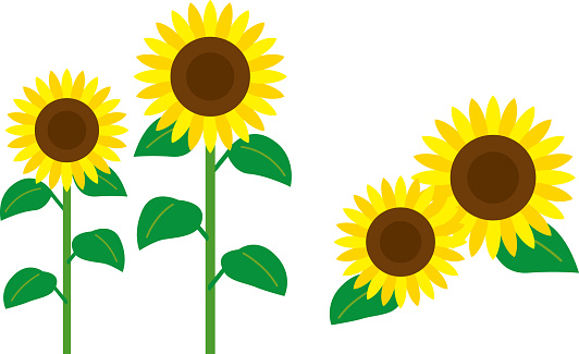Simple sunflower illustration