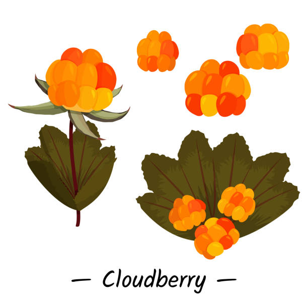 白色背景上雲莓的簡單向量集合。單漿果和樹葉插圖。 - 芬蘭拉普蘭區 幅插畫檔、美工圖案、卡通及圖標
