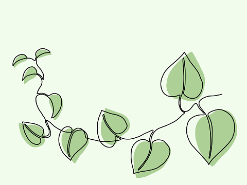 Simplicity ivy continuous freehand drawing.Vector illustration.Simplicity ivy continuous freehand drawing. Vector illustration.