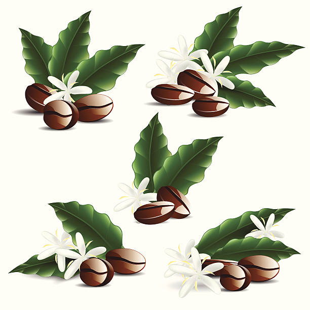 Royalty Free Coffee Plant Clip Art, Vector Images ...