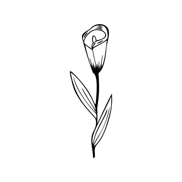 Calla Lily Doodles Illustrations, Royalty-Free Vector Graphics & Clip ...