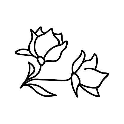 Single hand drawn magnolia. Vector illustration in doodle style. Isolate on a white background.