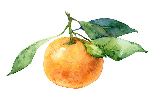 bildbanksillustrationer, clip art samt tecknat material och ikoner med enda mandarin med blad - orange