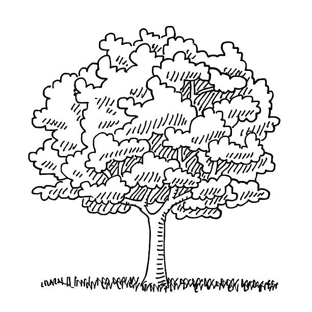 Single Tree Summer Nature Drawing Hand-drawn vector drawing of a Single Tree in the Summer, Nature Symbol. Digital Drawing on a Boogie Board Sync. Black-and-White sketch on a transparent background (.eps-file). Included files are EPS (v10) and Hi-Res JPG. nature clipart stock illustrations