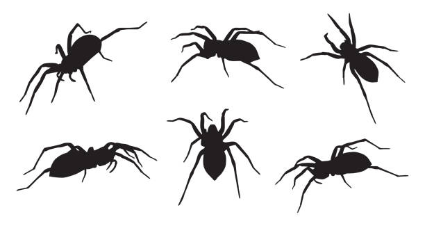 Six Spider Silhouettes Vector illustration of six spider silhouettes on a white background. arachnophobia stock illustrations