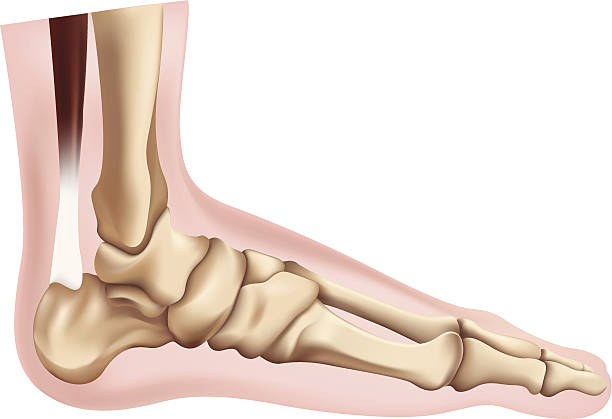 Skeleton of the Foot Illustration of the skeletal foot foot anatomy stock illustrations