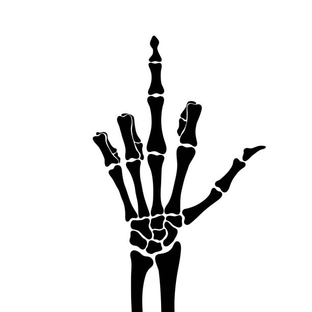 скелет показывает средний палец, векторный рисунок - pic of a middle finger s...