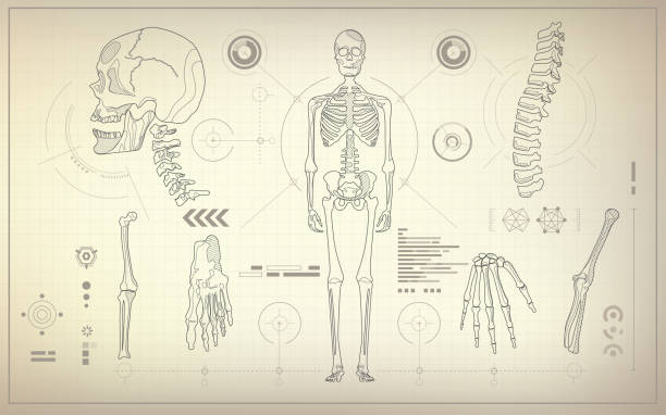 skeleton concept of health care technology, parts of skeleton in anatomical science biology illustrations stock illustrations