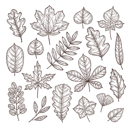 Sketch autumn leaves. Autumn vector set. Hand drawn design.