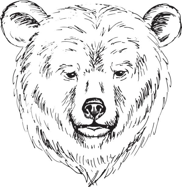 Line Drawing Of Bear Face : Royalty free grizzly bear face clip art vector images