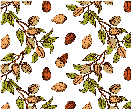 Sketch drawing pattern of colorful almond nut tree isolated on white background