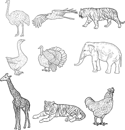 Sketch elephant, tiger, eagle, rooster, giraffe, ostrich, turkey, goose. chicken on a white background. Vector illustration