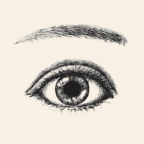 Sketch eye Vector illustration of eye.  eye drawings stock illustrations
