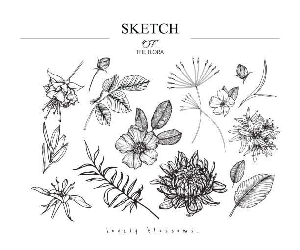 Sketch Floral Botany set. Sketch Floral Botany set. Chrysanthemum,Fuchsia,Wild rose, Camassia,Primrose flower and leaf drawings. Black and white with line art on white backgrounds. Hand Drawn Illustrations.Vintage styles. botany stock illustrations