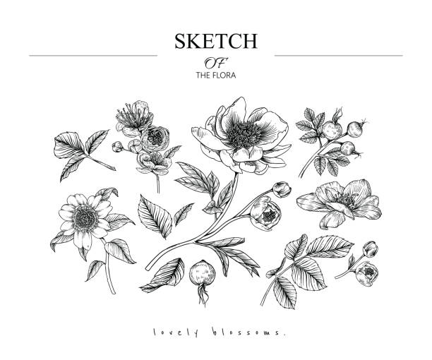 Sketch Floral Botany set. Sketch Floral Botany set. Cherry blossom, Peony, Camellia, Rose flower and leaf drawings. Black and white with line art on white backgrounds. Hand Drawn Botanical Illustrations.Vector.Vintage styles. beauty clipart stock illustrations