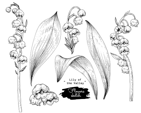 Sketch Floral decorative set. Lily of the valley flower drawings. Black and white with line art isolated on white backgrounds. Hand Drawn Botanical Illustrations. Elements vector.