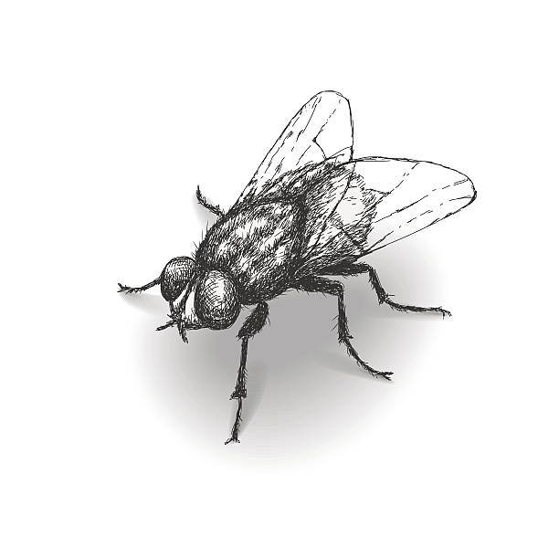 stockillustraties, clipart, cartoons en iconen met sketch fly - huisvlieg