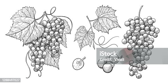 istock Sketch Grape bunches with leaves, vintage illustration of wine grape. 1288497027