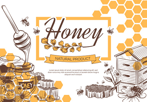 Sketch honey background. Hand drawn sweet dessert natural organic honeycomb, beeswax and bee, beekeeping banner, poster vector design