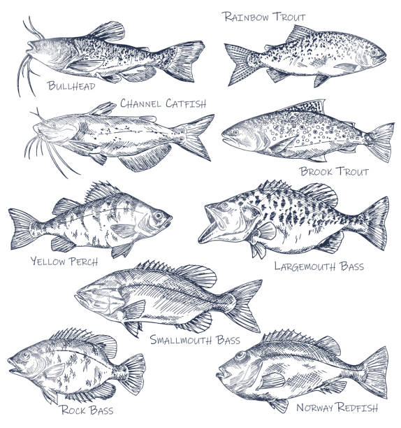 Sketch icons of seafood or water fish. Fishing Sketch icons of seafood or water fish. Set of isolated brown bullhead, rainbow and brook trout, channel catfish, yellow perch and largemouth, rock bass, norway redfish. Side view on nautical wildlife perch fish stock illustrations