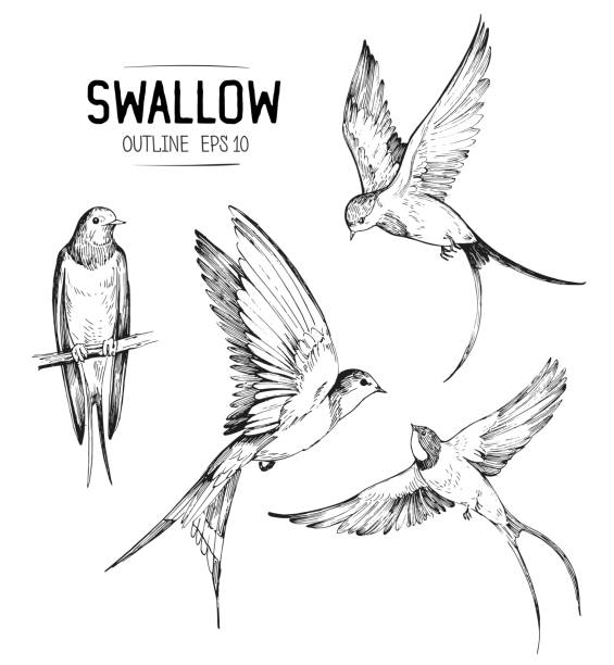 Sketch of a flying swallow. Hand drawn illustration converted to vector Sketch of a flying swallow. Hand drawn illustration converted to vector bird drawings stock illustrations