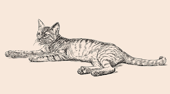 Sketch Of A Lying Kitten Stock Illustration Download Image Now iStock