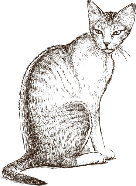  Realistic  Cat  Drawing Illustrations Royalty Free Vector 