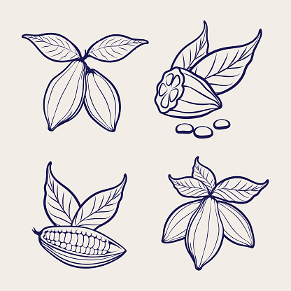 Sketch of cocoa beans and leaves