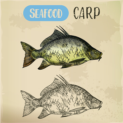 Sketch of common carp. River fish
