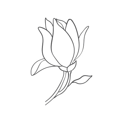 Sketch of graphic hand-drawn magnolia flowers. Vector.