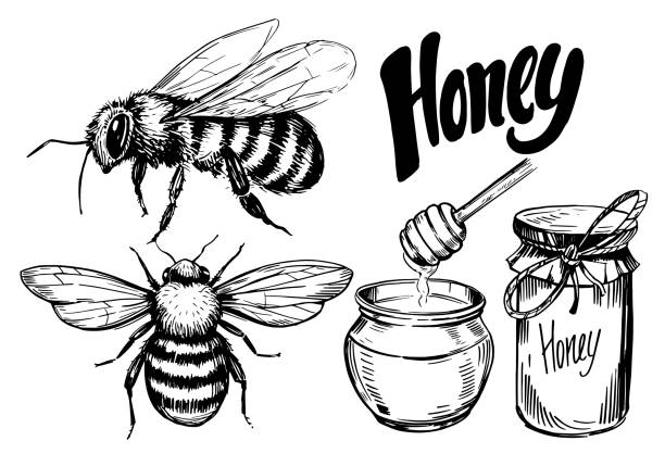 Sketch of honey elements. Hand  drawn illustration converted to vector Sketch of honey elements. Hand  drawn illustration converted to vector bee drawings stock illustrations