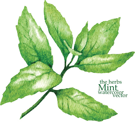 Sketch of mint. Vector illustration.