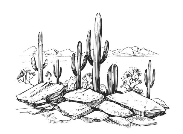 ilustraciones, imágenes clip art, dibujos animados e iconos de stock de bosquejo del desierto de américa con cactus. paisaje de la pradera. ilustración vectorial dibujado a mano - desert