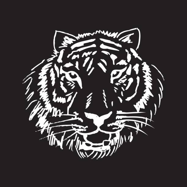 Sketch of tiger Sketch of tiger bengals stock illustrations