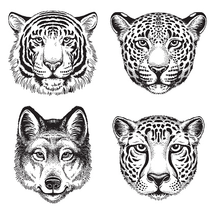 Sketch of wild animal faces