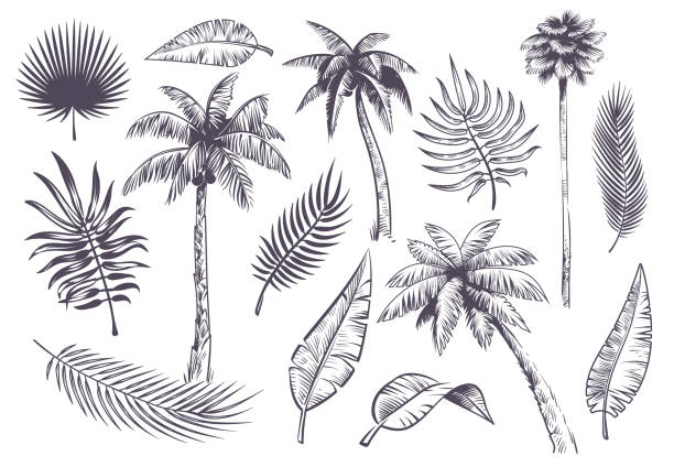 Sketch palm trees and leaves. Hand drawn tropical palms and leaf, black line silhouette exotic plants hawaii natura, engraving vector set Sketch palm trees and leaves. Hand drawn tropical palms and leaf, black line silhouette exotic plants hawaii natura, engraving vector beach landscape set banana silhouettes stock illustrations
