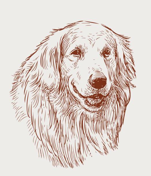 sketch portrait of a retriever Vector image of the head of a guard dog. dog drawings stock illustrations