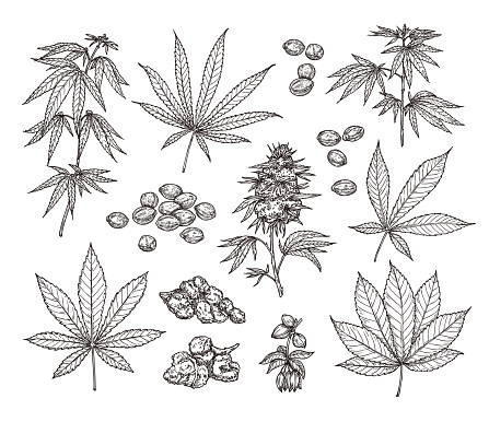 Sketch set of leaves, branches, seeds and flowers of cannabis. Botanical illustration in vintage style