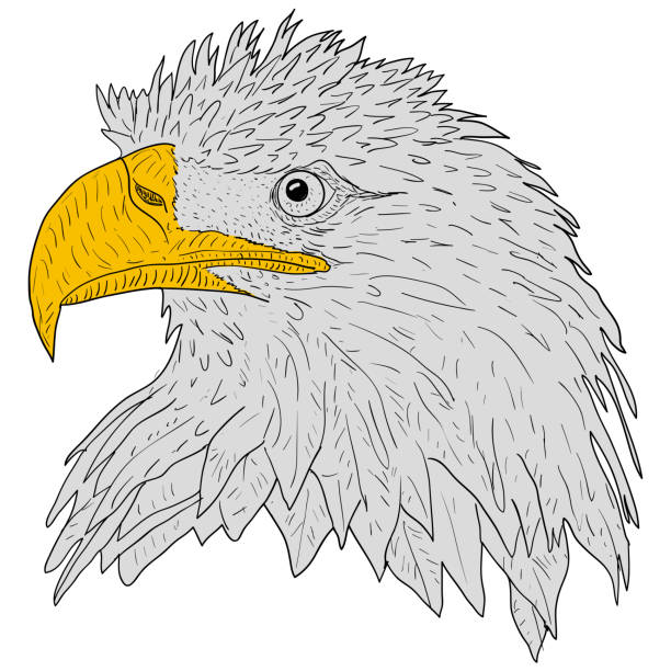 how to draw a eagle face