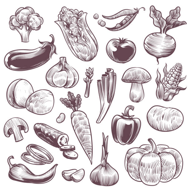 Sketch vegetables. Healthy foods natural vegetable, organic broccoli, tomato and potato, cabbage and carrot, vintage hand drawn vector set Sketch vegetables. Healthy foods natural vegetable, organic broccoli, tomato and potato, cabbage and carrot, vintage hand drawn vegan ingredient isolated vector set supermarket drawings stock illustrations