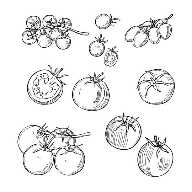 illustrations, cliparts, dessins animés et icônes de esquisser les légumes. illustration vectorielle - tomates