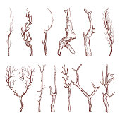 istock Sketch wood twigs, broken tree branches vector set 665536678