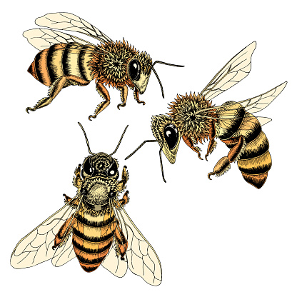 Sketched bees in color
