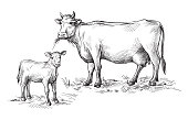 sketches of cows and calf drawn by hand. livestock. cattle. animal grazing. vector illustration