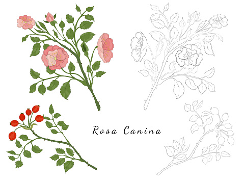 Sketches of Rosa canina or Dog rose