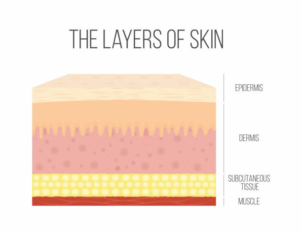 illustrations, cliparts, dessins animés et icônes de couches de la peau. peau humaine saine et normale - skin