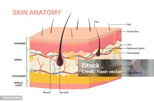 istock Skin layers, structure anatomy diagram, human skin infographic anatomical background 1325453968