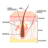 skin structure, hair follicle, skin layers. vector illustration.